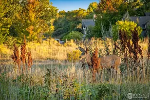 4821 Hay Wagon Ct, Loveland, CO 80537 - Photo 7
