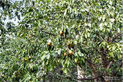 2020 Diamond Dr, Longmont, CO 80504 - Photo 39