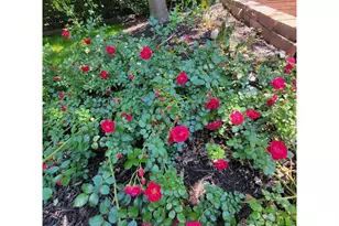 1308 Robertson St, Fort Collins, CO 80524 - Photo 43