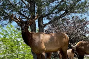 613 Cove Dr, Loveland, CO 80537 - Photo 47