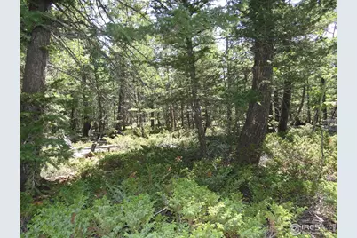 257 Jicarilla Trl, Red Feather Lakes, CO 80545 - Photo 9