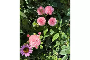 5320 Augusta Trail, Fort Collins, CO 80528 - Photo 41