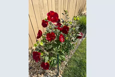 6992 Meadow Rain Way, Wellington, CO 80549 - Photo 39