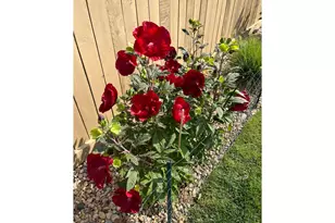 6992 Meadow Rain Way, Wellington, CO 80549 - Photo 39