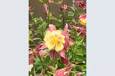 6992 Meadow Rain Way, Wellington, CO 80549 - Photo 35