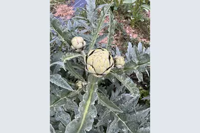 14804 County Road 7, Mead, CO 80542 - Photo 49