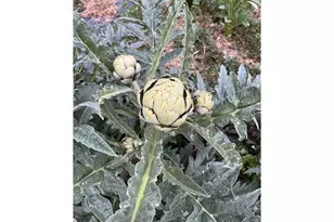 14804 Co Rd 7, Mead, CO 80542 - Photo 49