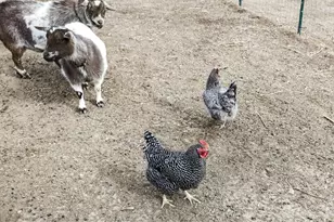 14804 Co Rd 7, Mead, CO 80542 - Photo 39