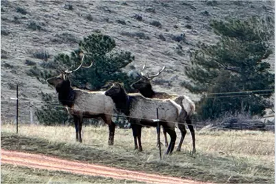 1114 & 1115 Vision Way, Lyons, CO 80540 - Photo 15