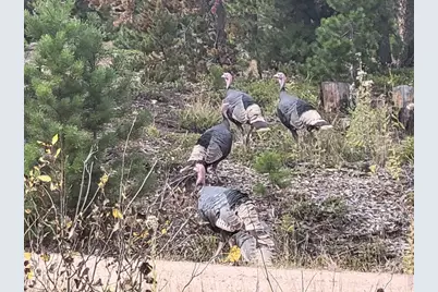 246 Panamint Way, Red Feather Lakes, CO 80545 - Photo 43