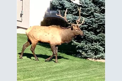 910 Owl Grove Pl, Loveland, CO 80537 - Photo 35