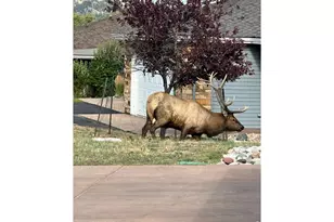 318 Overlook Ct, Estes Park, CO 80517 - Photo 45