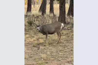 2841 Singletree Rd, Hartsel, CO 80449 - Photo 19
