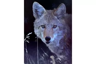 95 Meadowland Ct, Nederland, CO 80466 - Photo 23