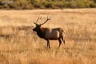 1565 Hwy 66 #, Estes Park, CO 80517 - Photo 11
