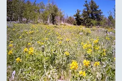 215 Murdock Dr, Red Feather Lakes, CO 80545 - Photo 13