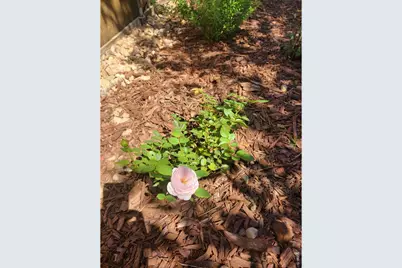 3477 Janus Dr, Loveland, CO 80537 - Photo 35