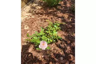 3477 Janus Dr, Loveland, CO 80537 - Photo 35