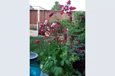 3477 Janus Dr, Loveland, CO 80537 - Photo 37