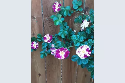 3477 Janus Dr, Loveland, CO 80537 - Photo 31