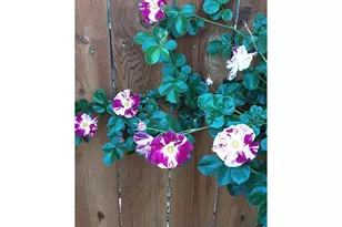 3477 Janus Dr, Loveland, CO 80537 - Photo 31