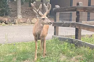 28 Valley View Ln, Evergreen, CO 80439 - Photo 37