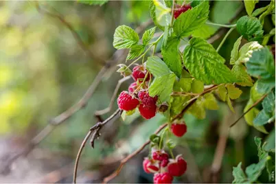 12745 N 66th St, Longmont, CO 80503 - Photo 23