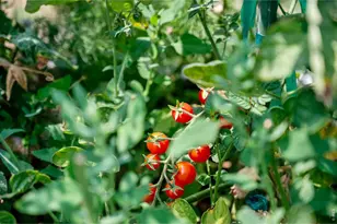 12745 N 66th St, Longmont, CO 80503 - Photo 21