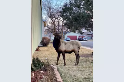 240 Blossom Dr, Loveland, CO 80537 - Photo 3