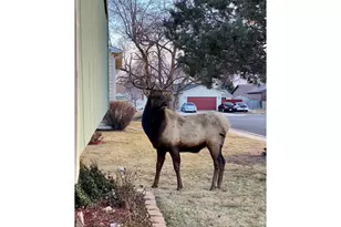 240 Blossom Dr, Loveland, CO 80537 - Photo 3