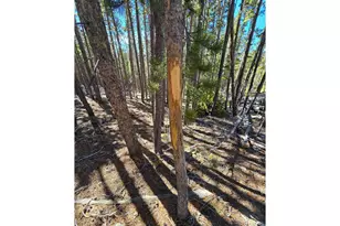 660 Jicarilla Trail, Red Feather Lakes, CO 80545 - Photo 31