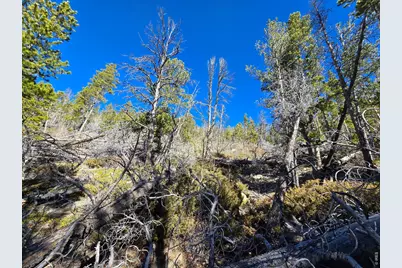 660 Jicarilla Trl, Red Feather Lakes, CO 80545 - Photo 19