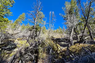 660 Jicarilla Trail, Red Feather Lakes, CO 80545 - Photo 19