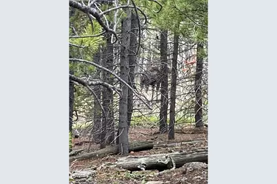 125 Penobscot Ct, Red Feather Lakes, CO 80545 - Photo 19