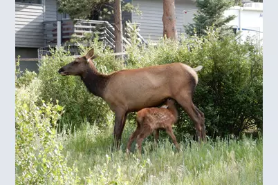 895 Elk Meadow Ct, Estes Park, CO 80517 - Photo 3