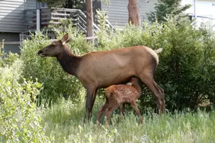895 Elk Meadow Ct, Estes Park, CO 80517 - Photo 3