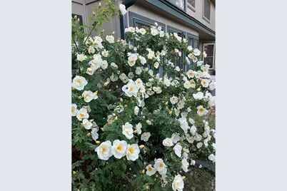 2335 Brendy Ct, Longmont, CO 80503 - Photo 43