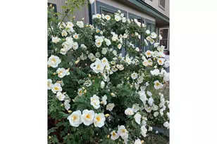 2335 Brendy Ct, Longmont, CO 80503 - Photo 43