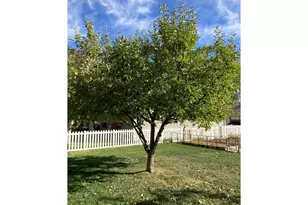 509 Locust St, Windsor, CO 80550 - Photo 41