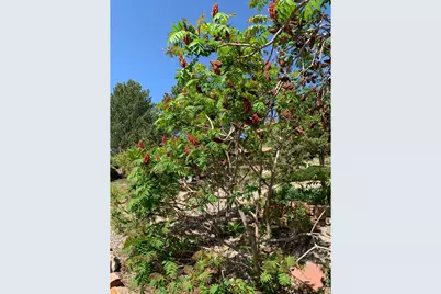 1605 Sunnyside Dr, Loveland, CO 80538 - Photo 45