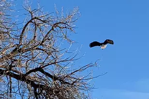 1605 Sunnyside Dr, Loveland, CO 80538 - Photo 41