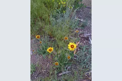 4347 N County Road 73C, Red Feather Lakes, CO 80545 - Photo 15