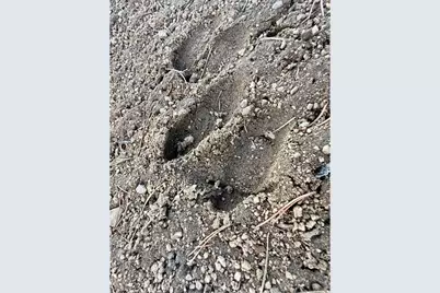 227 Micmac Dr, Red Feather Lakes, CO 80545 - Photo 11