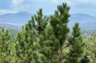 24688 W County Rd 74e, Red Feather Lakes, CO 80545 - Photo 27