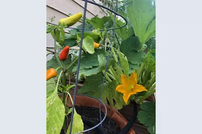 1649 Park St, Lafayette, CO 80026 - Photo 33