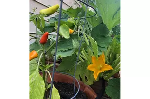 1649 Park St, Lafayette, CO 80026 - Photo 33