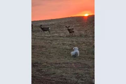 795 Sundance Dr, Livermore, CO 80536 - Photo 35