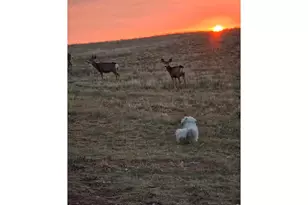 795 Sundance Dr, Livermore, CO 80536 - Photo 35