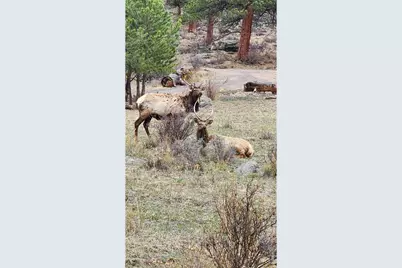 2415 Wild Bear Way, Estes Park, CO 80517 - Photo 25