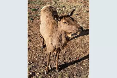 285 Indian Trl, Estes Park, CO 80517 - Photo 35